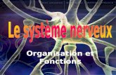 Organisation et Fonctions. Le système nerveux Le plus important système de contrôle. Communique avec tous les autres systèmes.