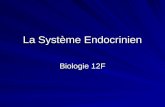 La Système Endocrinien Biologie 12F. Définition Système de régulation qui est formé de glandes, tissus et organes qui sécrètent des hormones. Il est responsable.
