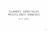 GLANDES GÉNITALES MASCULINES ANNEXES A-P UZEL Coupe sagittale Homme V ouraque urètre prostate rectum PROSTATE.