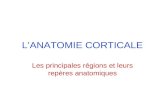 LANATOMIE CORTICALE Les principales régions et leurs repères anatomiques.