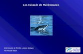 Les Cétacés de Méditerranée Bref résumé du TD B61 Licence Biologie Par Pascal Mayol.