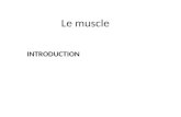 Le muscle INTRODUCTION. Comparaison des trois types de muscles Muscles squelettiques Muscle cardiaque Muscles lisses Muscles striés Muscles non striés.