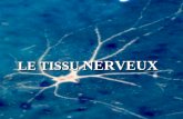 LE TISSU NERVEUX. organisé en système nerveux:SN  SN subdivisé en:  système nerveux central SNC ou névraxe (cerveau, cervelet, tronc et moelle épinière)