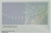 Spirulina English Slides Philippines