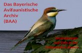 Das Bayerische Avifaunistische Archiv (BAA) Entwicklungen und Ziele in der Avifaunistik in Bayern.