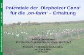 IOL Universität Bonn Institut für Organischen Landbau Tierzucht im Ökologischen Landbau7. / 8. März 2007Kassel Potentiale der Diepholzer Gans für die on-farm.
