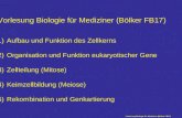 Vorlesung Biologie für Mediziner (Bölker FB17) 1)Aufbau und Funktion des Zellkerns 2)Organisation und Funktion eukaryotischer Gene 3)Zellteilung (Mitose)