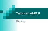 Tutorium AMB II Genetik. Taufliege – ein Modellorganismus Drosophila melanogaster 4 Chromosomenpaare (Weibchen: 3 Autosomenpaare + XX, Männchen: 3 A.