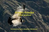 Anden-Kondor (vultur gryphus) Von Martin de Wall & Alexander Michalowski.