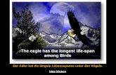 Der Adler hat die längste Lebensspanne unter den Vögeln. bitte klicken.