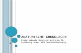 A NATOMISCHE G RUNDLAGEN Hysteroskopie Hands-on-Workshop für GynäkologInnen, LKH Deutschlandsberg.