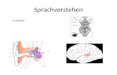 Sprachverstehen Anatomie. Harvard-MIT Division of Health Sciences and Technology HST.725: Music Perception and Cognition Prof. Peter Cariani.