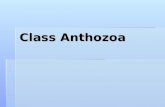 Class Anthozoa