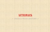 Uterus - Anatomy
