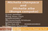 Michelia Champaca and Michelia Alba