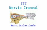 Semiologia Del III Nervio Craneal