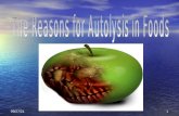 Reason for Autolysis in Foods