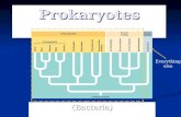 Prokaryotes Protists and Fungi