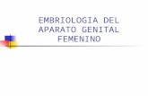 EMBRIOLOGIA DEL APARATO GENITAL FEMENINO. EMBRIOLOGIA: Estudio del desarrollo del cuerpo desde la formación del cigoto hasta el nacimiento y de la placenta.
