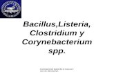 FUNDACION BARCELO FACULTAD DE MEDICINA Bacillus,Listeria, Clostridium y Corynebacterium spp.