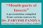 10 Insect Mouth Parts