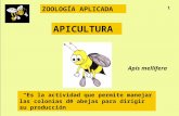 Apicultura ZOOLOGÍA APLICADA APICULTURA Es la actividad que permite manejar las colonias de abejas para dirigir su producción Apis mellifera 1.