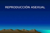 REPRODUCCIÓN ASEXUAL. Reproducción Asexual (vegetativa) Reproducción Asexual (vegetativa) 1.Simple división 2.Gemación 3.Fragmentación 4.Esporulación