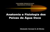 Universidade Federal de Lavras Departamento de Zootecnia Anatomia e Fisiologia dos Peixes de Água Doce Mestrando: Giovanni R. de Oliveira.