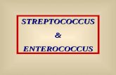 STREPTOCOCCUS&ENTEROCOCCUS. Cocos Gram-Positivos Streptococcus.