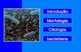 Introdução Citologia bacteriana Morfologia. Introdução à Microbiologia Micro – pequeno, minúsculo Bio – vida, organismo Bio – vida, organismo Logia –