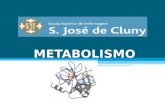 METABOLISMO. Metabolismo é o conjunto de transformações (reacções químicas) que as substâncias químicas sofrem no interior dos organismos vivos (células).