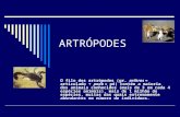 ARTRÓPODES O filo dos artrópodes (gr. arthros = articulado + poda = pé) contém a maioria dos animais conhecidos (mais de 3 em cada 4 espécies animais),