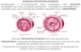 ANIMAIS PSEUDOCELOMADOS Vertebrados e invertebrados mais complexos têm CELOMA verdadeiro ou uma cavidade peritonial - formado no mesoderma e revestido.
