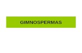 GIMNOSPERMAS. Definição As gimnospermas (do grego Gymnos: 'nu'; e sperma: 'semente') são plantas terrestres que vivem, preferencialmente, em ambientes.