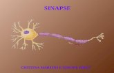 SINAPSE CRISTINA MARTINS E SIMONE PIRES. A transmissão química entre células nervosas é o principal meio pelo qual as células nervosas comunicam-se.