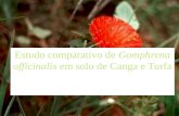 Estudo comparativo de Gomphrena officinalis em solo de Canga e Turfa.