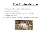 Filo Equinodermas Folhetos embrionários: triploblásticos. Celoma: celomados. Simetria: Radial (adulto), larva é bilateral. Hábitat: marinho. Digestão: