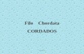 Adalberto Filo Chordata CORDADOS. adalberto Presença de quatro características principais exclusivas (em pelo menos uma fase da vida) 1. Notocorda (corda.
