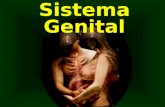 Sistema Genital. Conceito - Aparelho reprodutor - Aparelho urogenital Dimorfismo sexual - Singamia (junção dos gametas) - Indiferença Sexual ( ± 8 semanas)