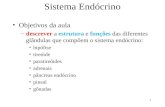 1 Sistema Endócrino Objetivos da aula –descrever a estrutura e funções das diferentes glândulas que compõem o sistema endócrino: hipófise tireóide paratireóides.