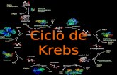 1 Ciclo de Krebs 2 O ciclo do ácido cítrico consiste numa série de reacções metabólicas que constituem a via final comum para a oxidação de moléculas.