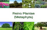 Reino Plantae (Metaphyta). Eucariontes; Pluricelulares; Autotróficos (Fotossintetizantes); Parede celular (Celulose).