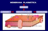 SINGER NICHOLSON Proteína Lípidos MODELO MOSAICO FLUÍDO glicocálix MEMBRANA PLASMÁTICA.