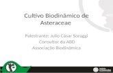 Cultivo Biodinâmico de Asteraceae Palestrante: Julio Cásar Soraggi Consultor da ABD Associação Biodinâmica.