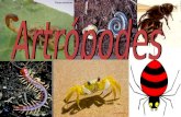 Os Artrópodes (do grego artros: articulação e podos: pés, patas, apêndices) Animais invertebrados caracterizados por possuírem patas formadas por peças.