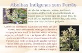 Abelhas Indígenas sem Ferrão As abelha indígenas, nativas do Brasil, existem a milhares de anos polinizando as nossas plantas; sendo que em nosso País,