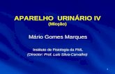1 APARELHO URINÁRIO IV (Micção) Mário Gomes Marques Instituto de Fisiologia da FML (Director: Prof. Luis Silva-Carvalho)