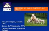 SENÁRIO DA OVINOCULTURA EM GOIÁS Prof. Dr. Miguel Joaquim Dias Escola de Veterinária - UFG Departamento de Produção Animal.