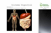 Anatomia e Introdução ao processo digestivo Prof. Ana Rita Rainho.