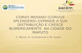 C. Bento, A. Guissamulo e M. Couto. • Classe – Aves • Ordem – Passerine • Familia – Corvidae • Espécies – Corvus splendens.